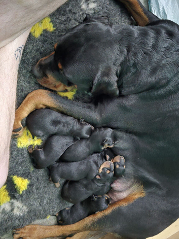 Rottweiler puppies