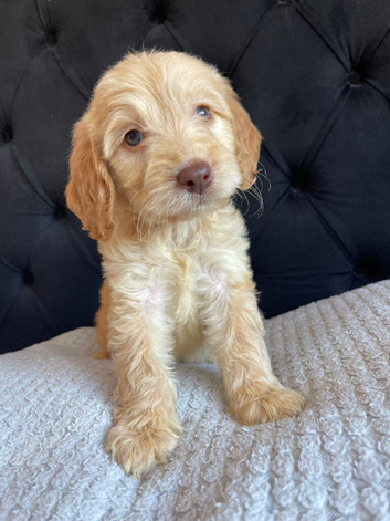 F1 cockapoo puppies