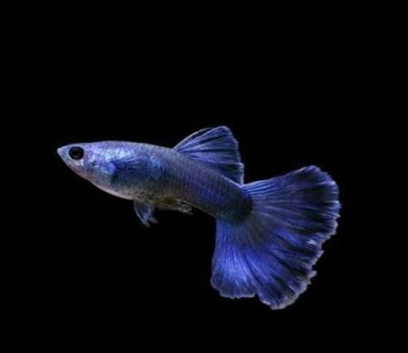 Blue Moscow Guppies Breeding Pairs