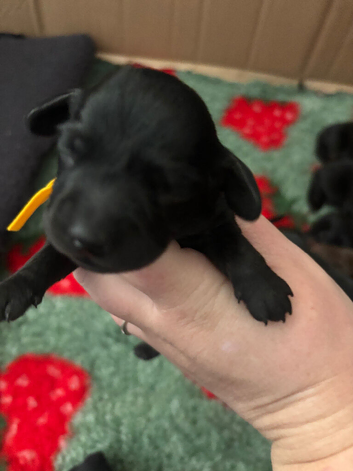 Miniature dachshund