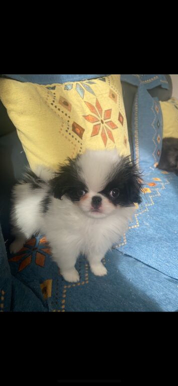 Beautiful Japanese chin puppies last puppy
