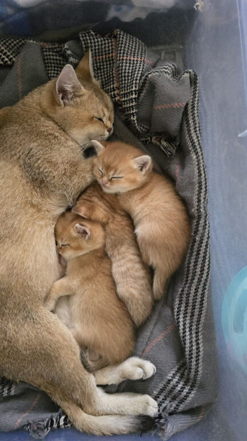 GOLDEN BRITISH SHORTHAIR