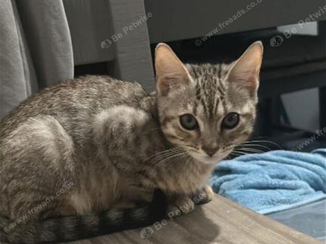 2 beautiful bengal