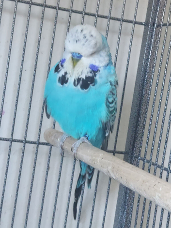 Stunning male budgie