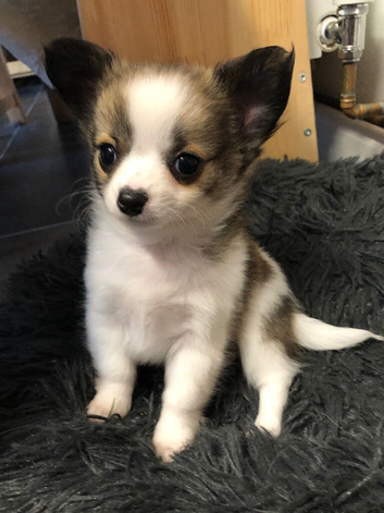 Four long haired chihuahuas