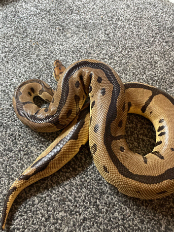 Leopard clown royal python