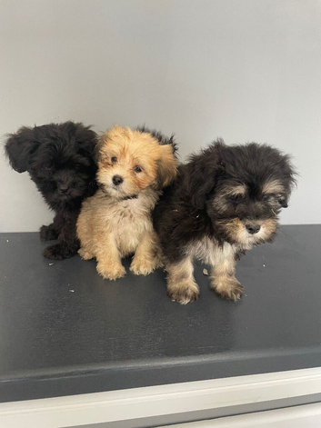 Beautiful shihpoo puppies