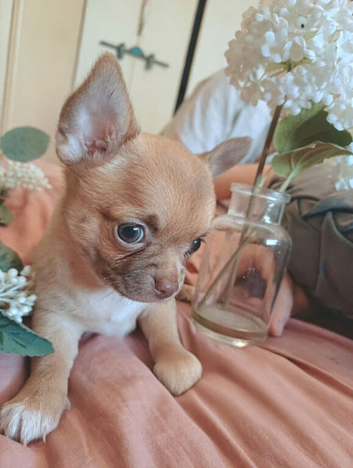 Beautiful Chihuahua Puppies &ndash; Loving Forever Homes
