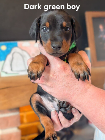 doberman puppies ready to go
