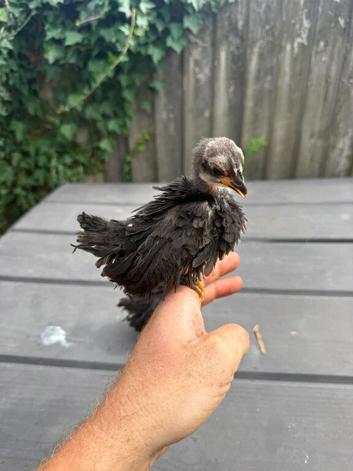 Small Serama chicks