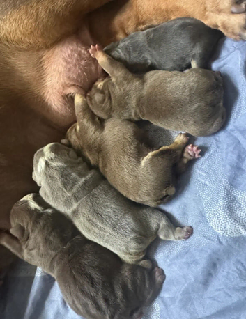 Beautiful Family-Raised Puppies &ndash; Now Taking Enquiries