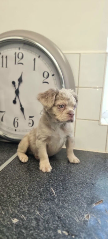 Kc reg Fluffy french bulldog puppies