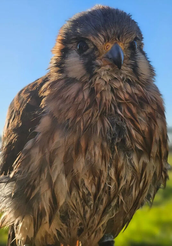 American kestrel female