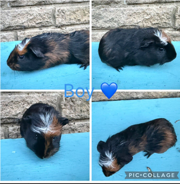Gorgeous Guinea Pigs looking for new laps