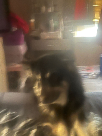 German shepherd/husky