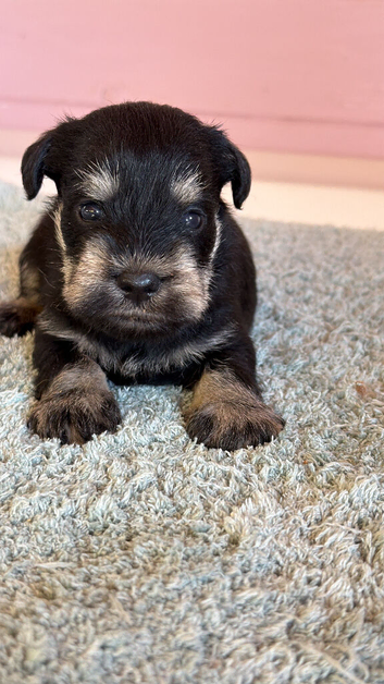 2 beautiful mini schnauzer pups