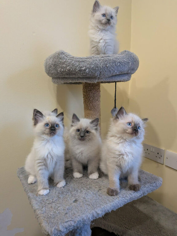 Ragdoll kittens