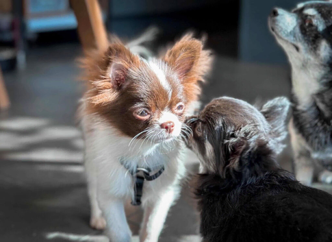 Rare Chocolate Parti Pomchi &ndash; The Sweetest Little Girl