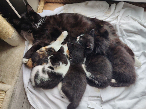 Kittens