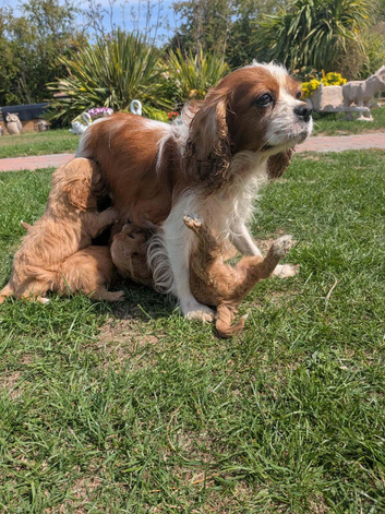 6 beautiful Red Cavapoo puppies