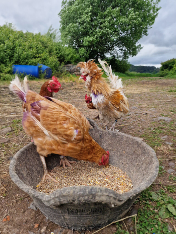 Polish frizzle cockral