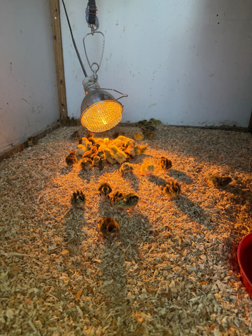 60 baby cotournix quail for sale
