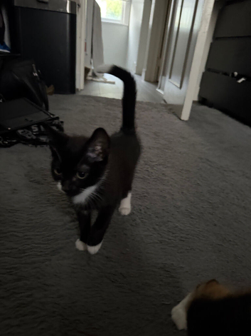 Tuxedo Kitten