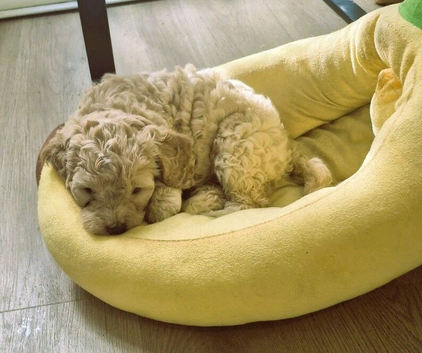 Ready to go to their forever home -F1 Gorgeous Cokapoos Mother poodle (small to medium in size ) & Father cocker spaniel (small to medium size)