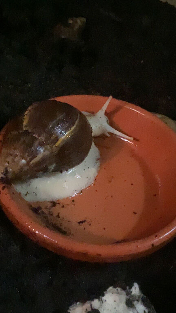 5 giant african land snails