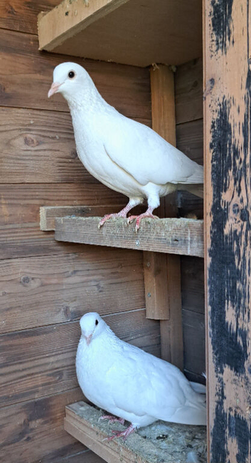Pigeons, garden doves