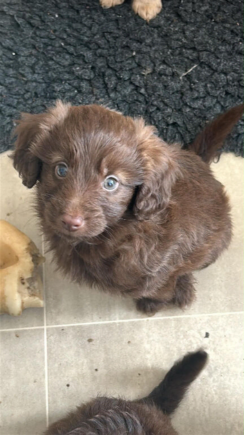Goldendoodle puppies - Ready to go this weekend