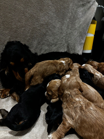 Beautiful F1 Show cockapoos ️&zwj;