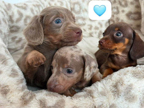 Beautiful dachshund puppies