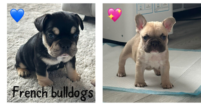 French bulldog puppies
