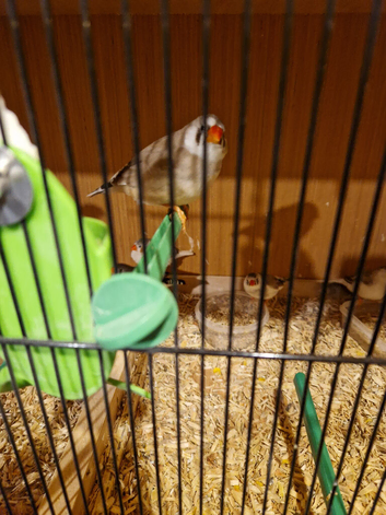 Breeding pairs of finch