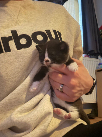 3 kittens for sale