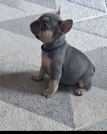 French bulldog puppies