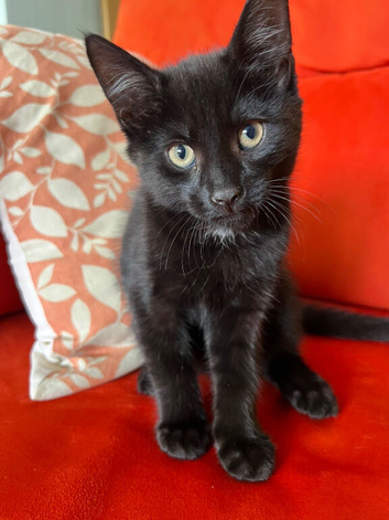 Black Male Kitten