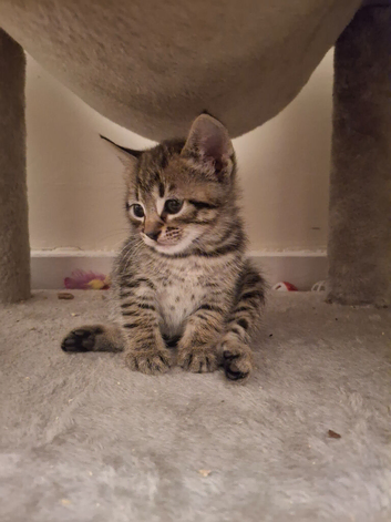 Bengamese kittens