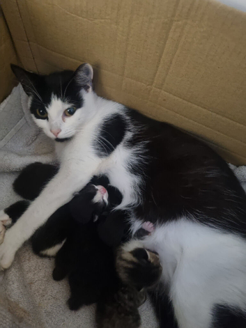 Five kittens now ready