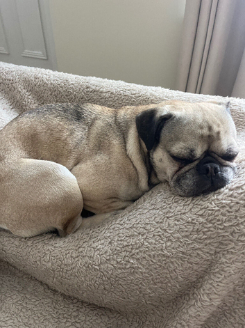 Pug x frenchies free to good home