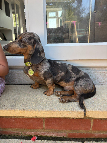 Miniature dachshund stud dog