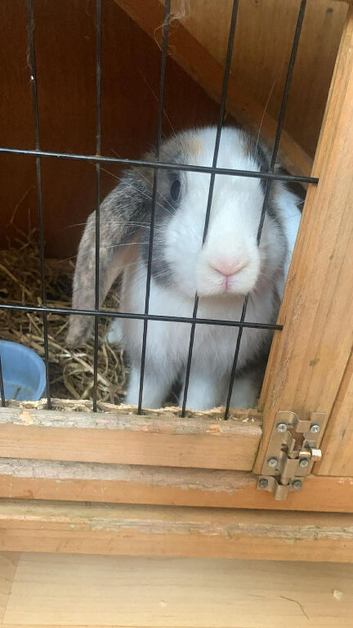 Baby bunny for sale