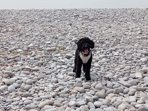 Labradoodle x spring spaniel