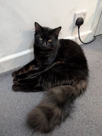 Black cat