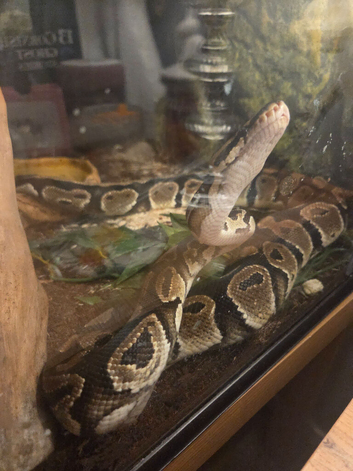 Beautiful female royal python 9 months old.