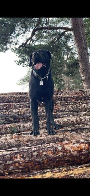 Rehome cane corso x mix