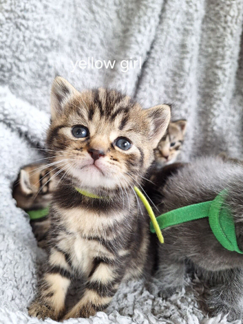 Kittens