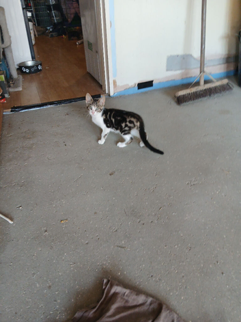 7 baby kitten
