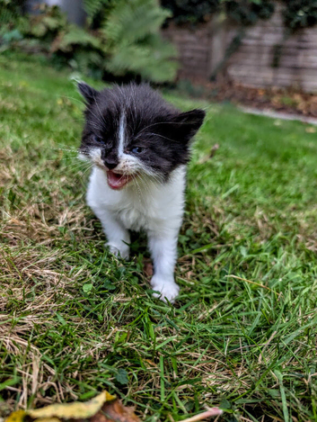 Georgous Kittens Looking For A New Home